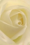 Step into the luminous heart of a creamy white rose, as if nestled among its petals on a crisp morning in Belgravia. The soft, unfolding spiral invites you to imagine the gentle texture beneath your fingers-each layer impossibly smooth, just touched by translucent light. Among these folds, shadows curl with quiet elegance, deepening the sense of depth and inviting reflection. The scene evokes a serene, meditative calm, much like the mood one finds in the peaceful corners of Belgravia's gardens. Chosen for its purity and subtlety, this rose is a classic symbol for expressing admiration, sympathy, or celebrating new beginnings within this sophisticated neighbourhood. The fragrance, imagined as just hinting at sweetness, offers an additional note of soothing comfort. Viewed up close, the artistry of each petal and the thoughtful intent behind its place in the arrangement shines through, honouring both the flower's natural grace and the attentive care of Belgravia's most trusted florists.